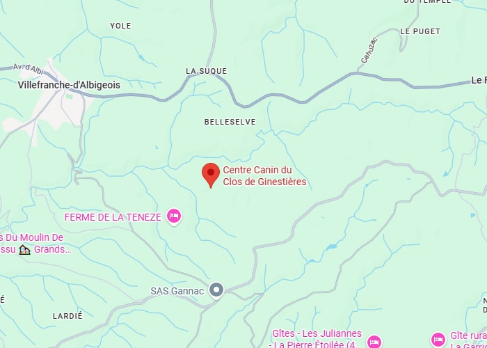 Chien sur balle de foin : l'aventure sous le soleil d'été. Fier chien de berger marron sur une balle de foin ronde dans un grand champ d'été. Ciel bleu intense et paysage boisé.