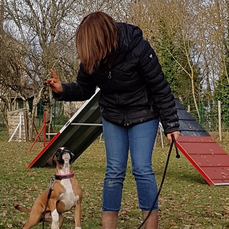 Chien sur balle de foin : l'aventure sous le soleil d'été. Fier chien de berger marron sur une balle de foin ronde dans un grand champ d'été. Ciel bleu intense et paysage boisé.