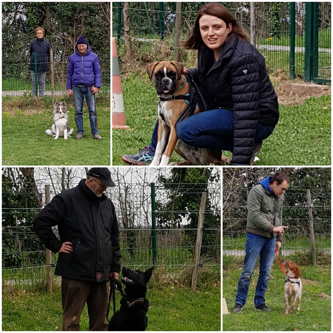 Chien sur balle de foin : l'aventure sous le soleil d'été. Fier chien de berger marron sur une balle de foin ronde dans un grand champ d'été. Ciel bleu intense et paysage boisé.